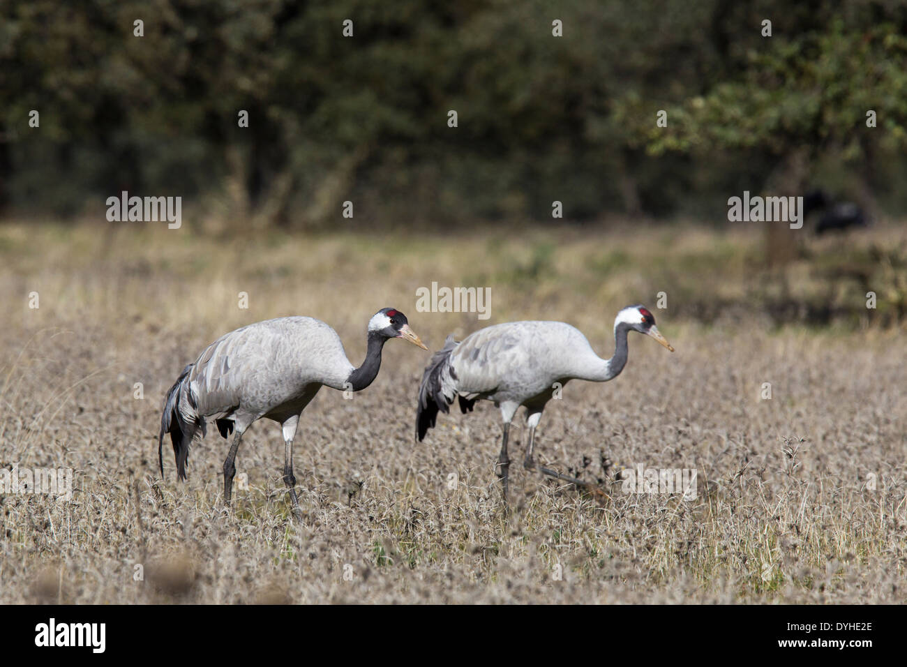Common Crane, Eurasian Crane, Grus grus, Kranich, Extremadura, Spain, pair walking in dehesa with oak trees Stock Photo