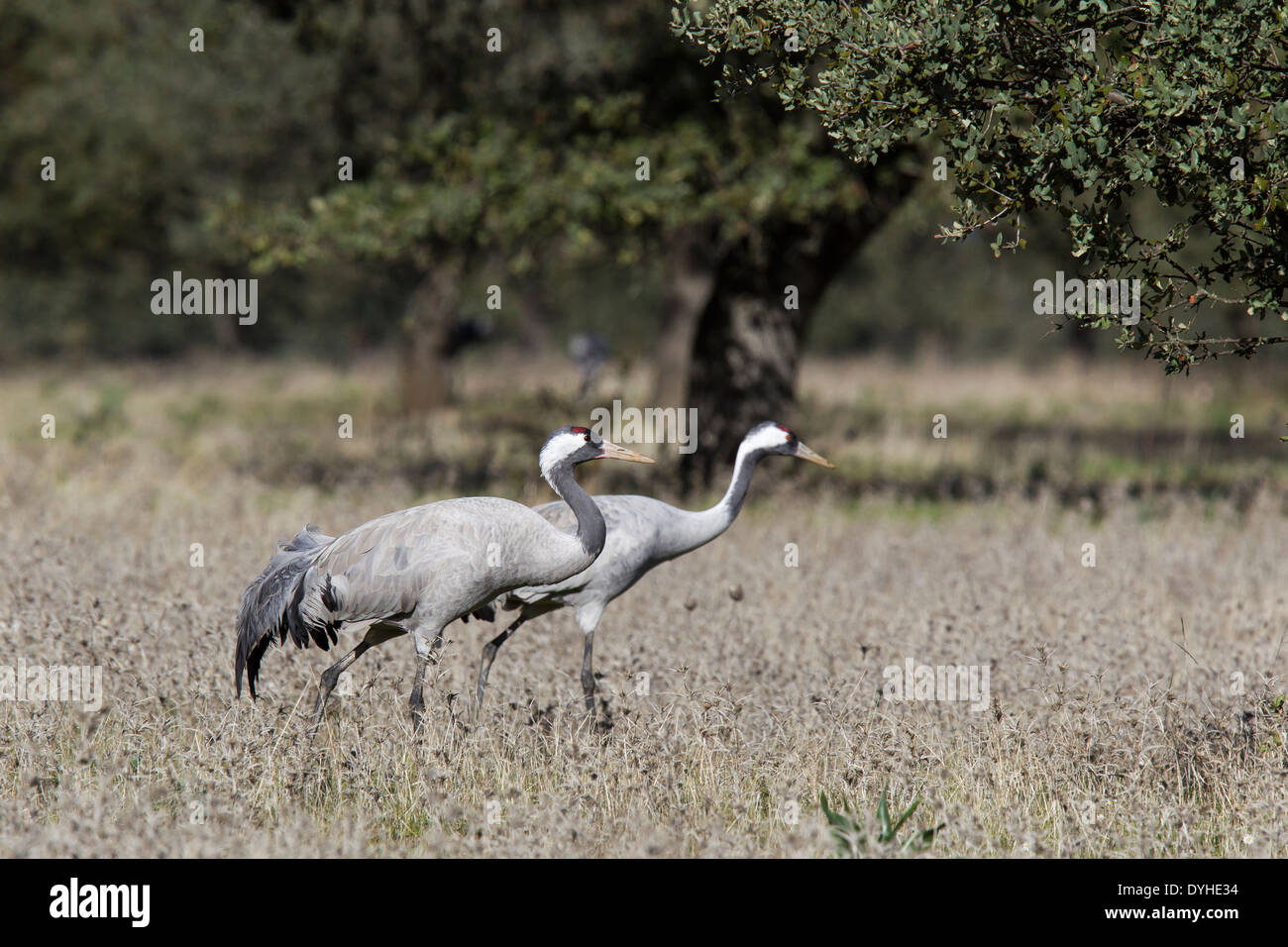 Common Crane, Eurasian Crane, Grus grus, Kranich, Extremadura, Spain, pair walking in dehesa with oak trees Stock Photo