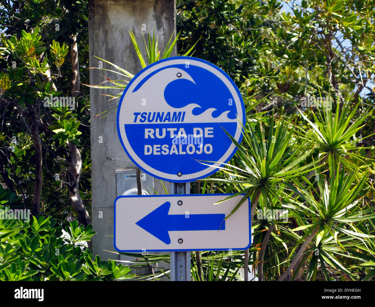 Tsunami puerto rico live