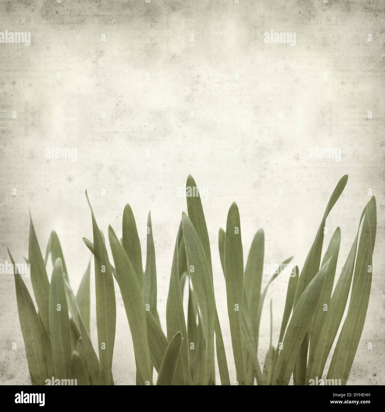 textured old paper background with young growing grass Stock Photo - Alamy
