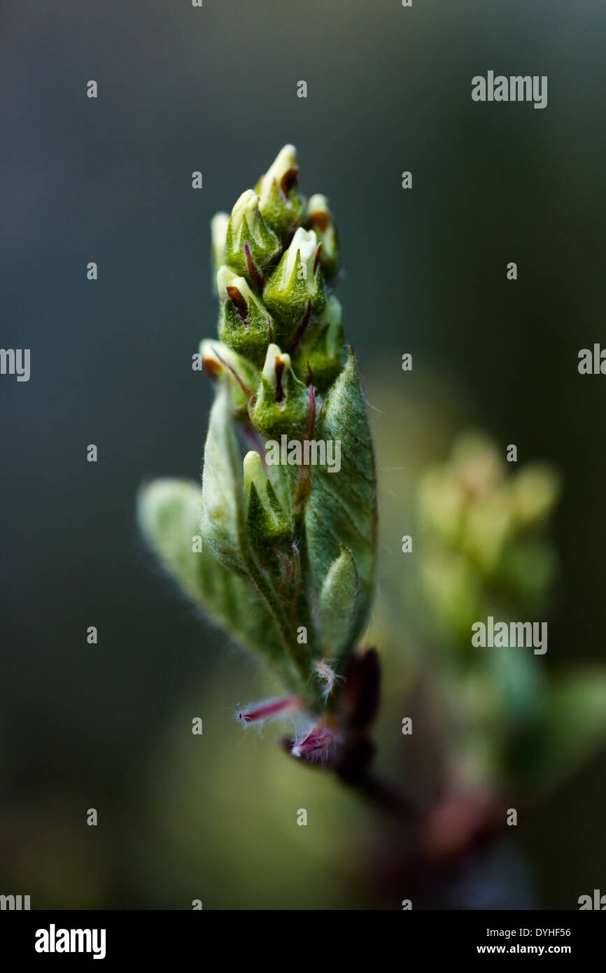 Tree in full bloom in early Spring Stock Photo - Alamy