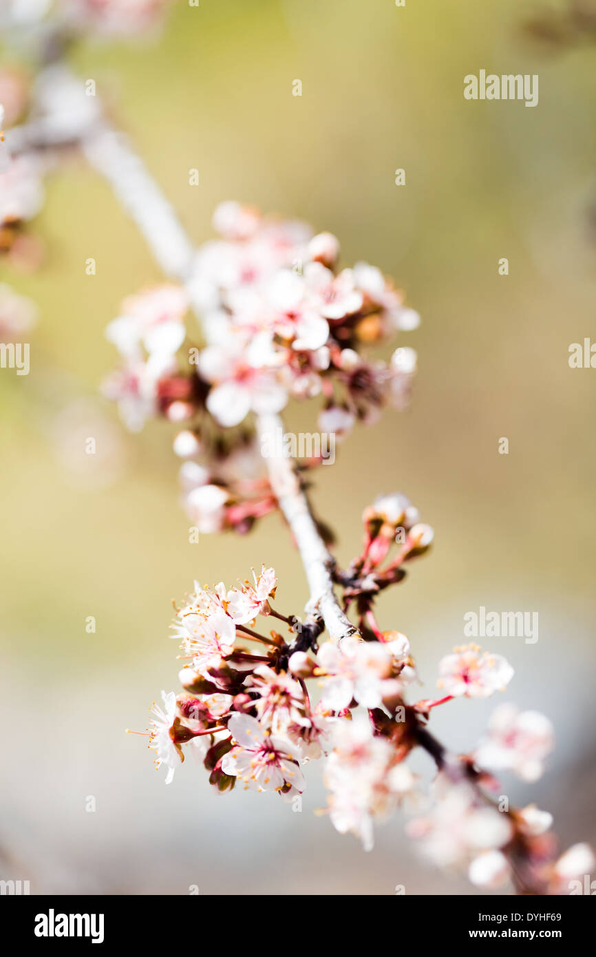 Tree in full bloom in early Spring Stock Photo - Alamy