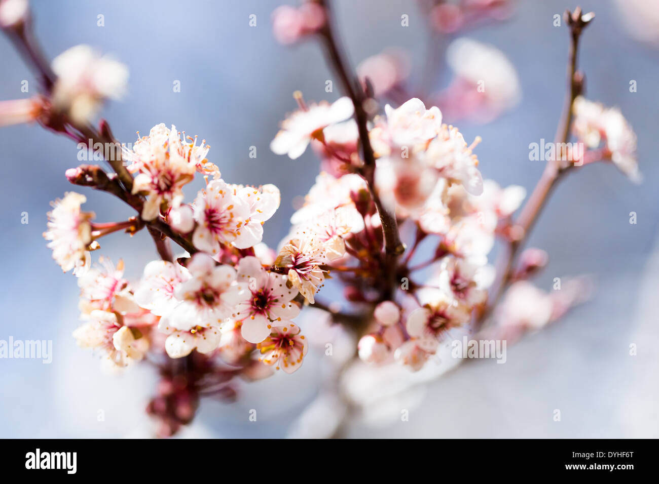 Tree in full bloom in early Spring Stock Photo - Alamy