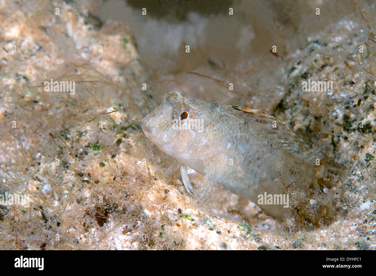 Tentacled blenny, Fringhead blenny or Horned blenny (Parablennius tentacularis) Stock Photo