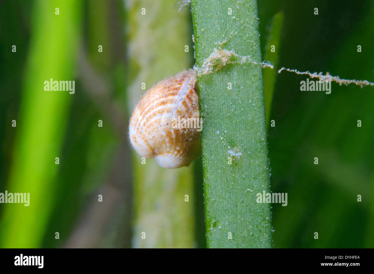 marine bivalve mollusc, cockle (Cerastoderma sp.) Black Sea, Crimea Stock Photo