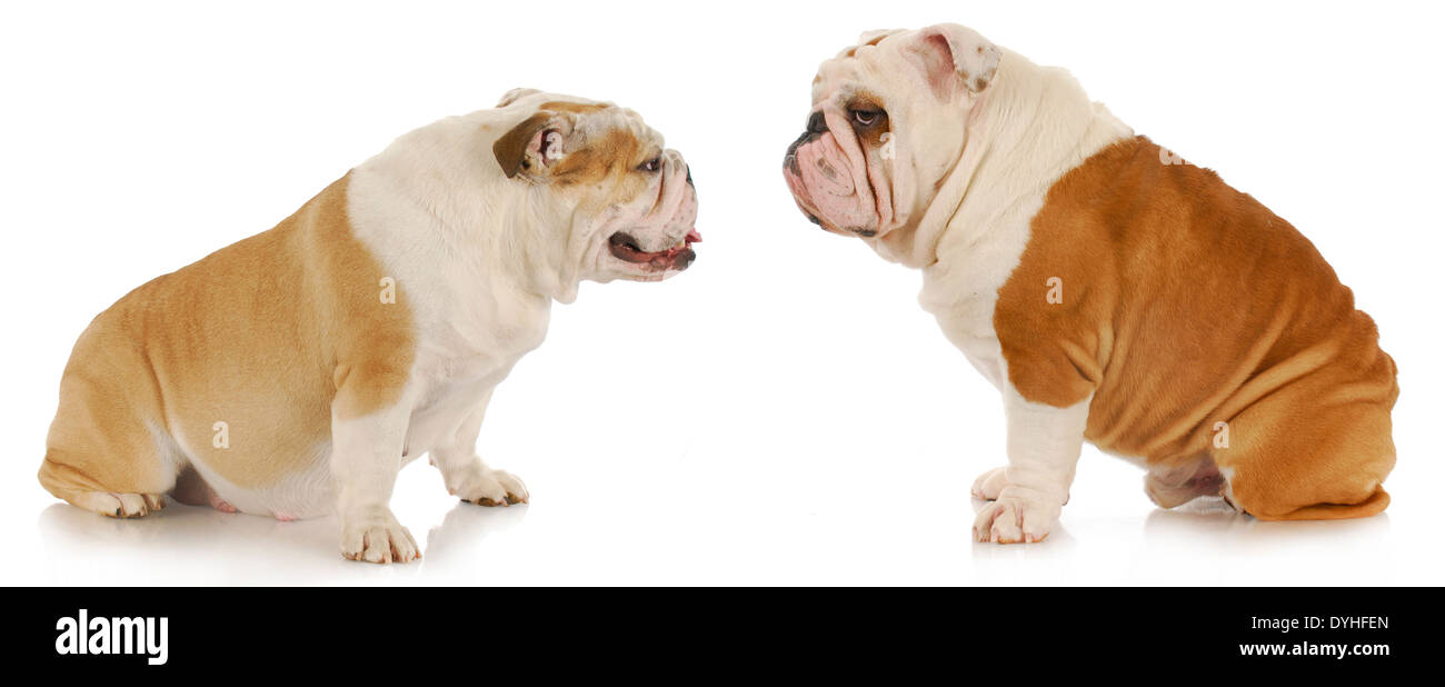 male and female dogs english bulldogs sitting looking at each other