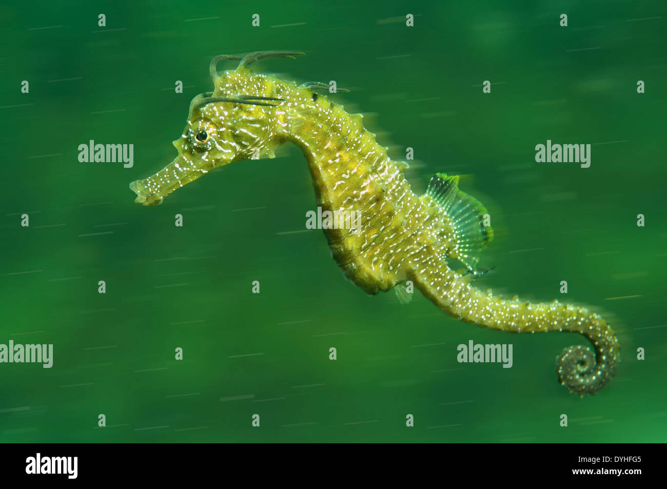 Short-snouted Seahorse (Hippocampus hippocampus), Black Sea, Crimea, Russia Stock Photo
