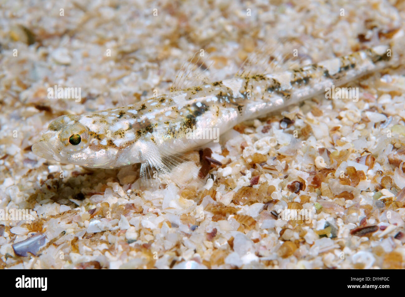 Marbled goby (Pomatoschistus marmoratus) Stock Photo