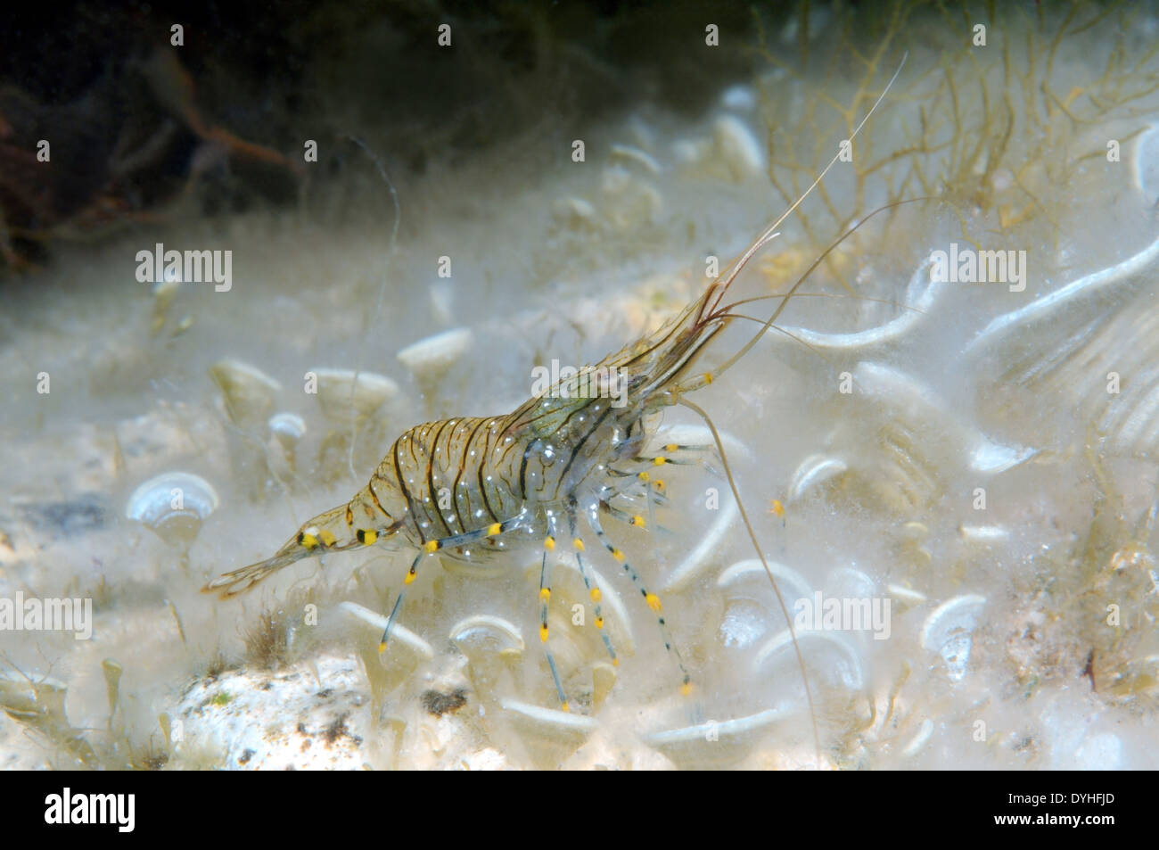 Rockpool Shrimp or Rockpool Prawn Shrimp (Palaemon elegans) Black Sea, Crimea, Russia Stock Photo