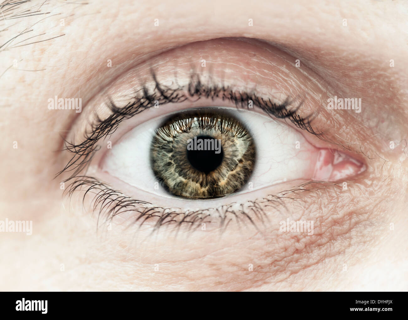 Macro closeup of male eye with eyelid eyelashes and interesting iris pattern Stock Photo