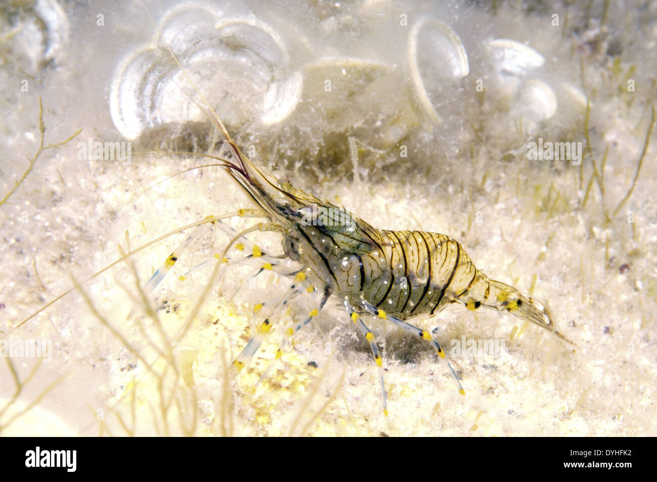 Rockpool Shrimp or Rockpool Prawn Shrimp (Palaemon elegans) Black Sea, Crimea, Russia Stock Photo