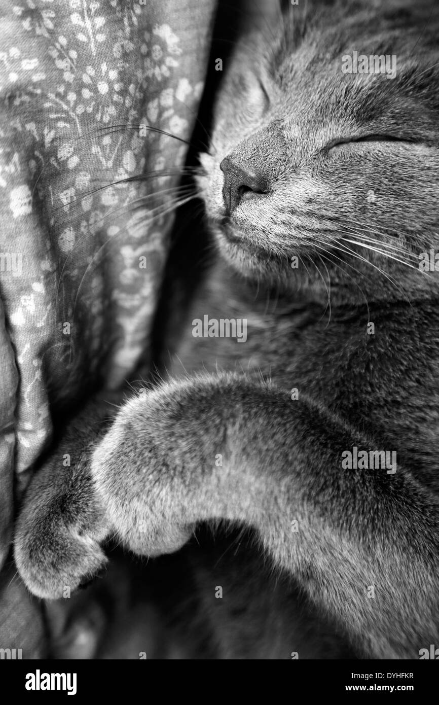 Gray white cat close Black and White Stock Photos & Images - Alamy