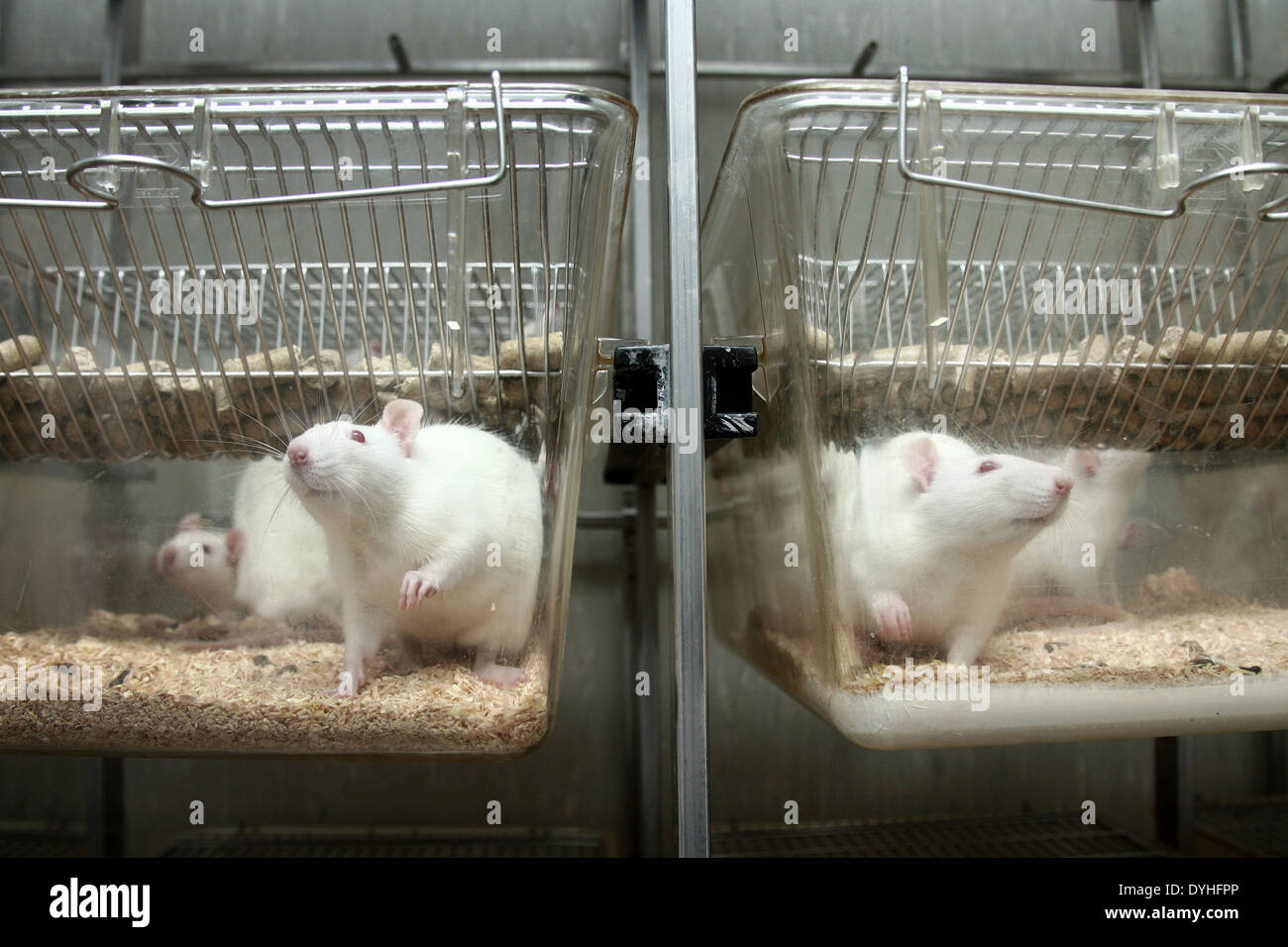 https://c8.alamy.com/comp/DYHFPP/white-laboratory-rats-in-a-cage-DYHFPP.jpg