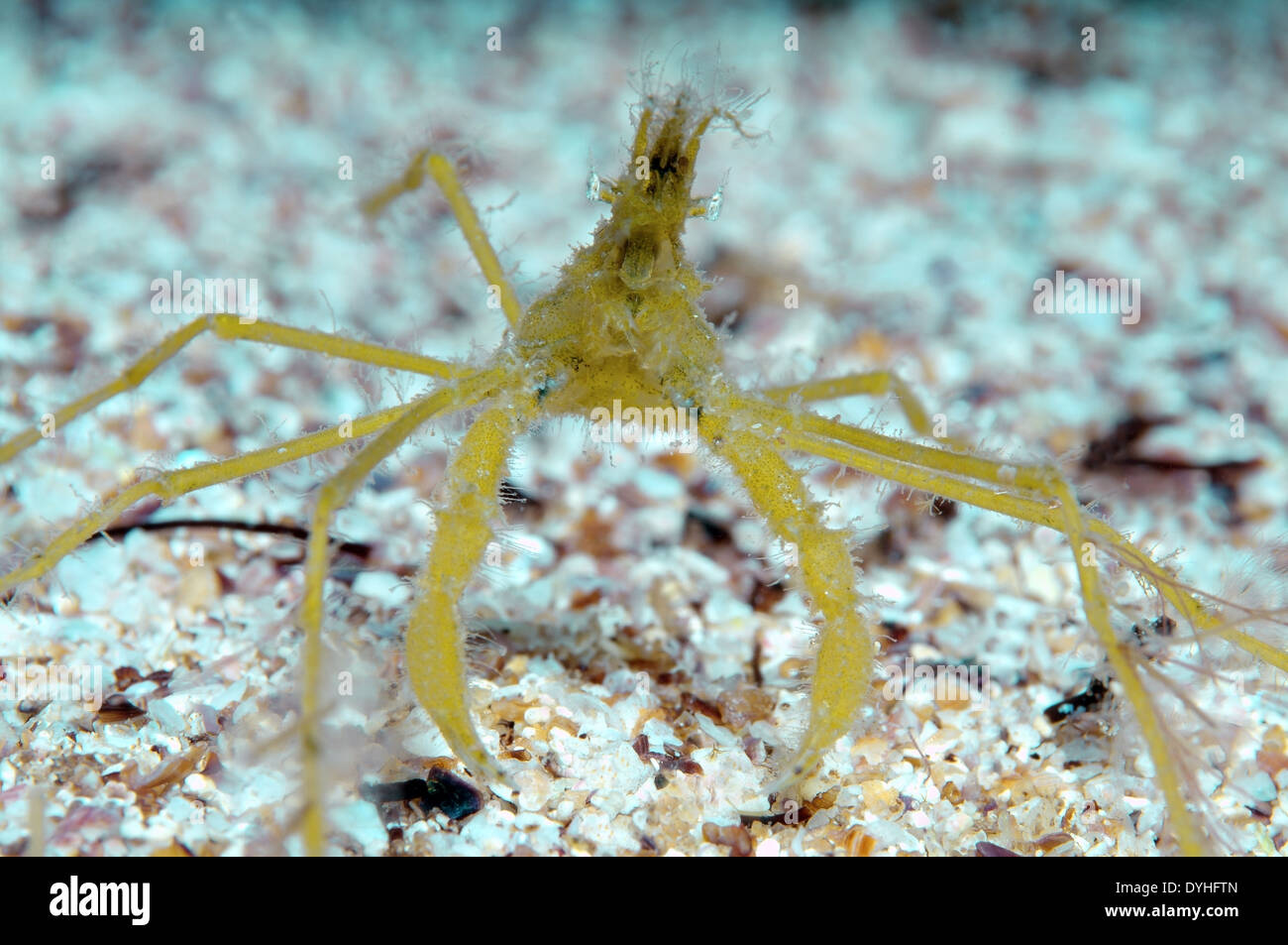 common spider crab, long-legged spider crab or long-legged crab