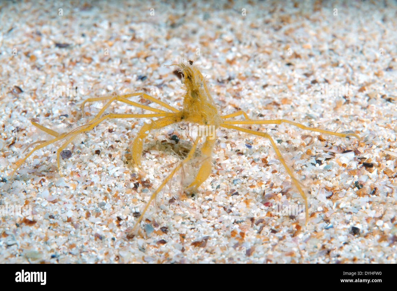 common spider crab, long-legged spider crab or long-legged crab (Macropodia rostrata) Stock Photo
