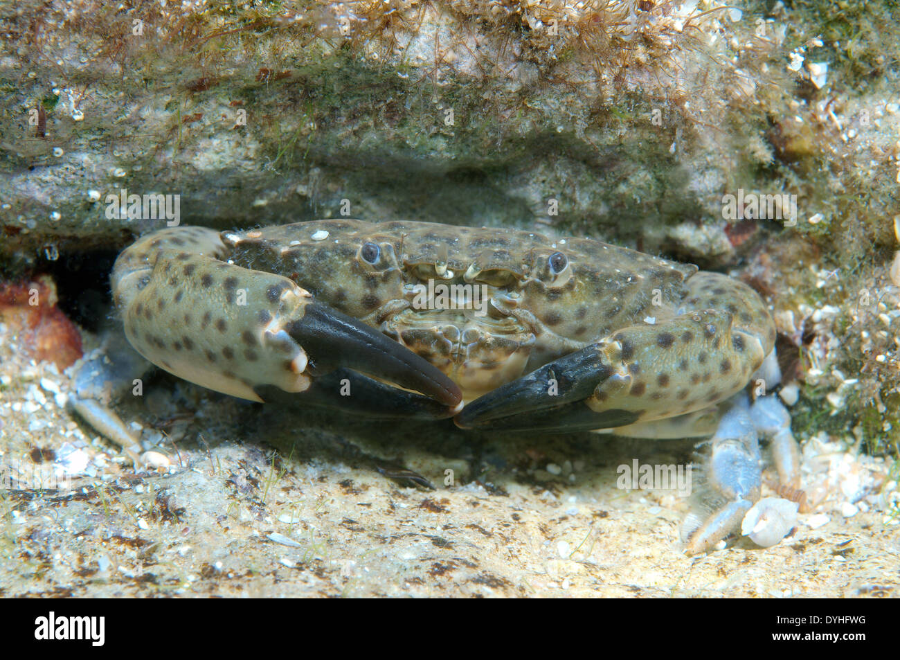 crab (Xantho poressa) Black Sea, Crimea, Russia Stock Photo