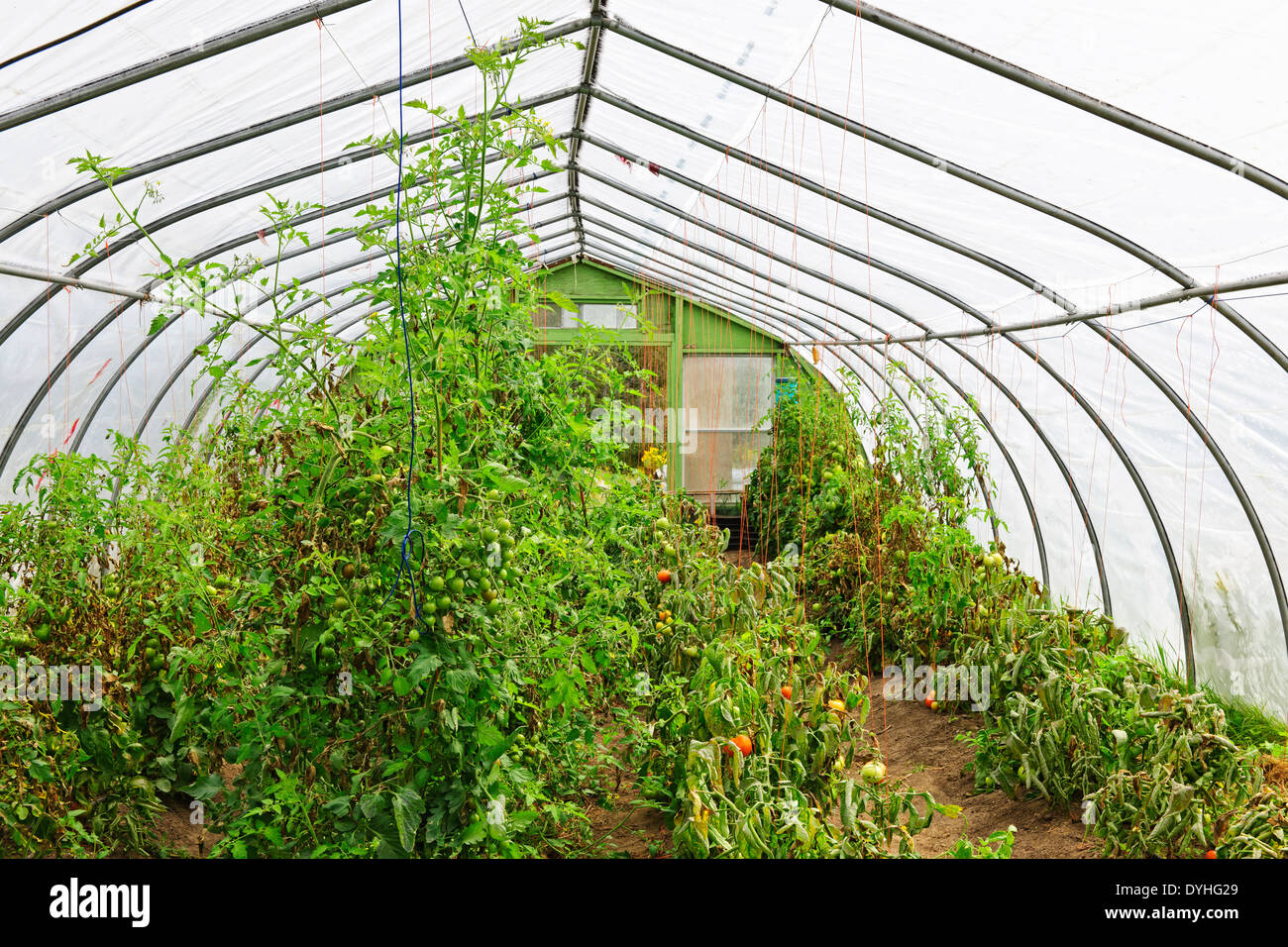 Small plastic covered greenhouse or hothouse interior with tomato plants Stock Photo