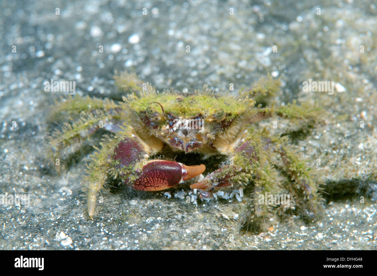 bristly crab or hairy crab (Pilumnus hirtellus) Black Sea, Crimea, Russia Stock Photo