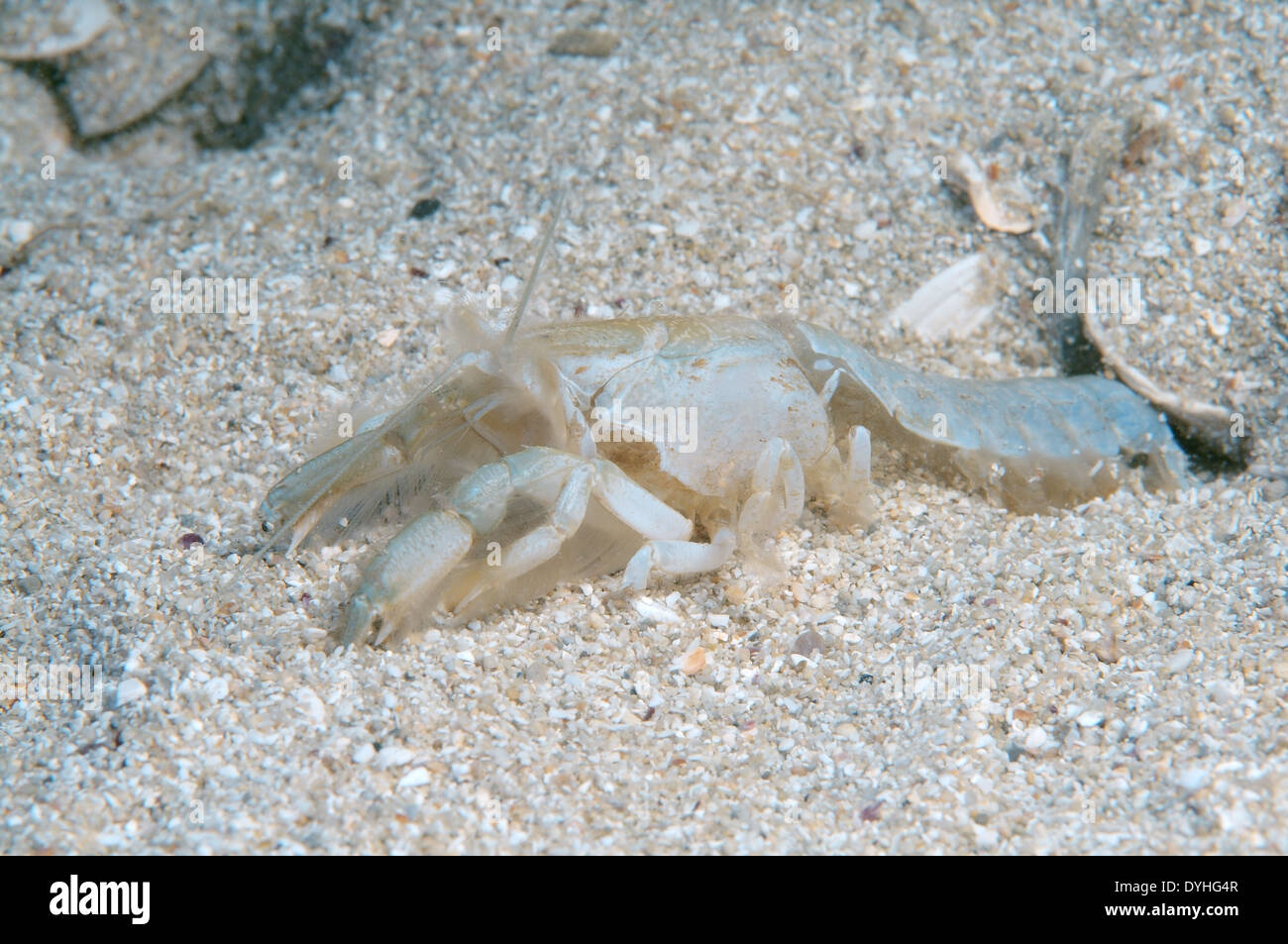 Mediterranean mud shrimp or burrowing shrimp (Upogebia pusilla) Stock Photo