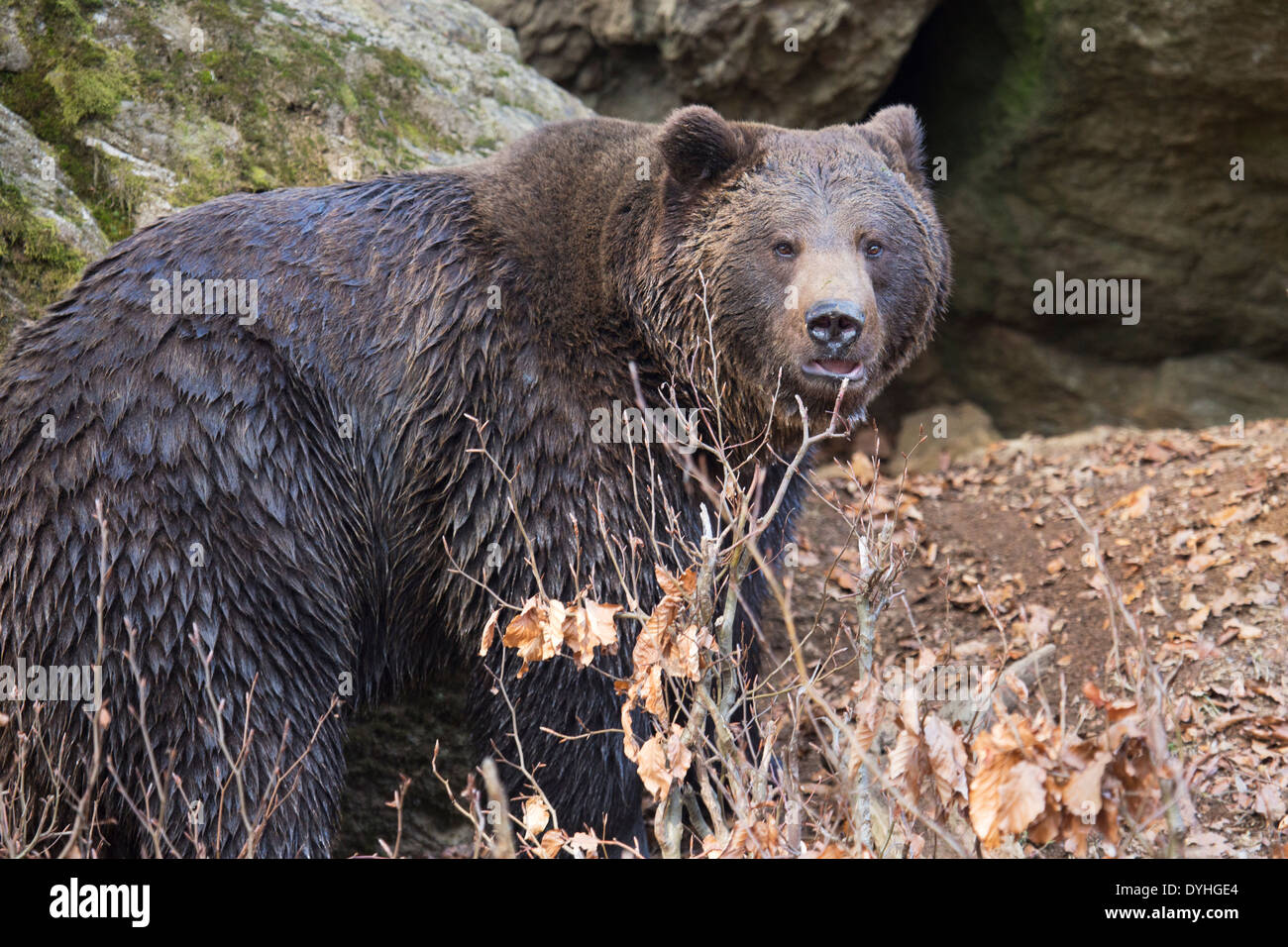 European Brown Bear, Ursus arctos Stock Photo