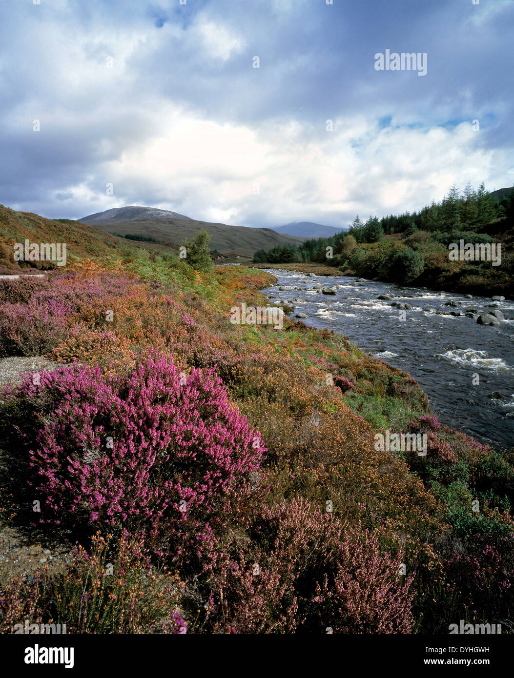 Scottish heather isle of arran hi-res stock photography and images - Alamy