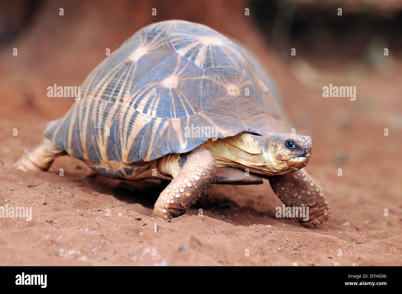 Radiated tortoise (Astrochelys radiata), part of a captive breeding programme at Berenty, Madagascar Stock Photo