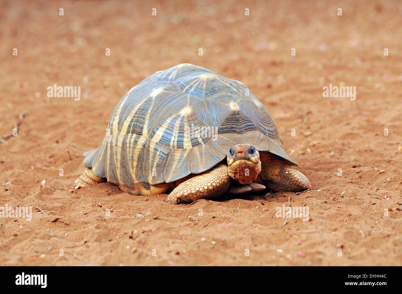 Radiated tortoise (Astrochelys radiata), part of a captive breeding programme at Berenty, Madagascar Stock Photo