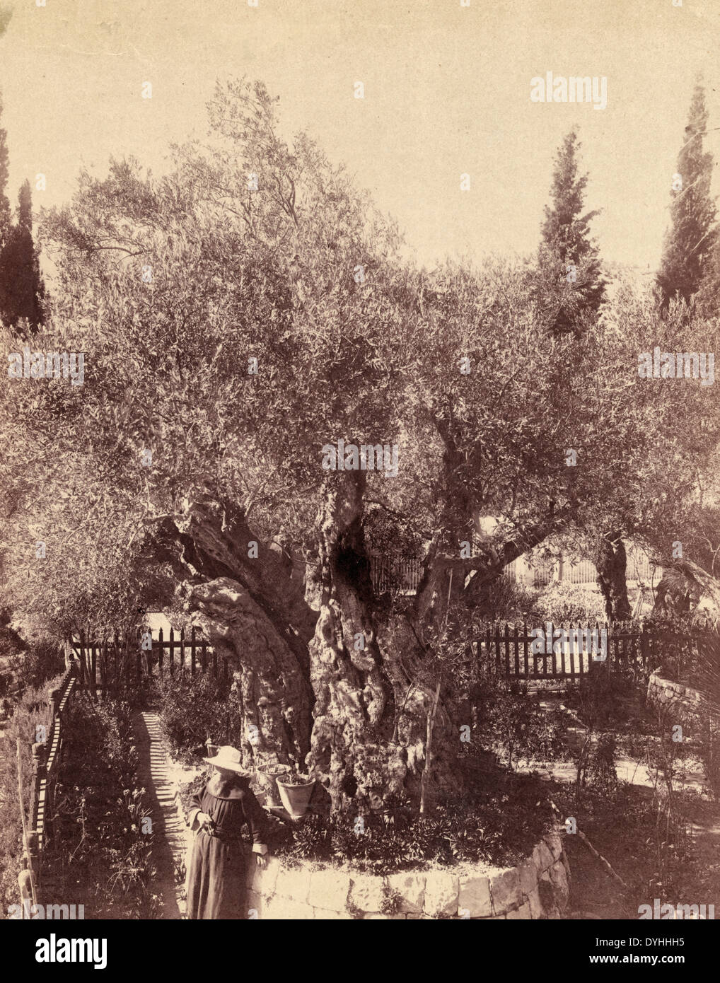 Ancient olive trees cared for by Franciscan monks, Palestine, Jerusalem, Garden of Gethsemane, circa 1900 Stock Photo