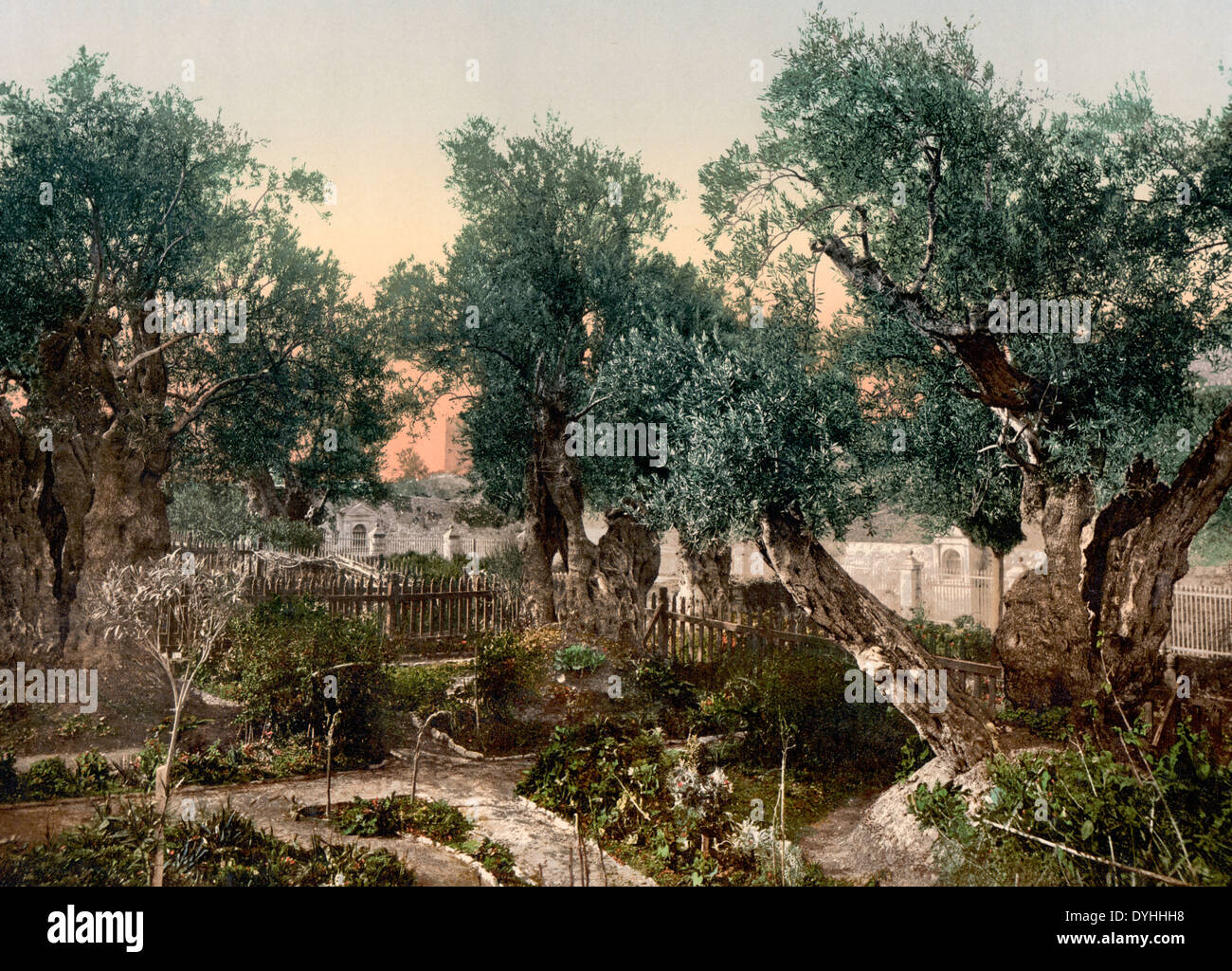Garden of Gethsemane, Jerusalem, Holy Land, circa 1900 Stock Photo
