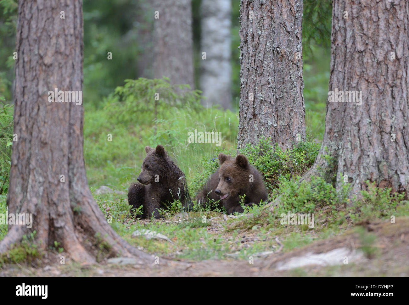 Two brown bear cubs in the forest and swamp of mid Finland near the ...