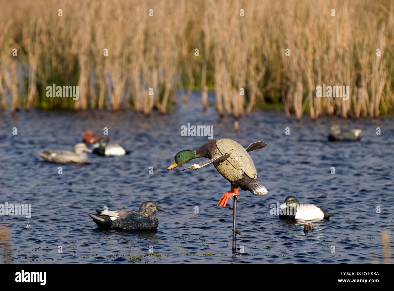 Mojo Duck and Decoy Spread in Marsh at Jacana Lodge in the Rio Negro  Province of Argentina Stock Photo - Alamy