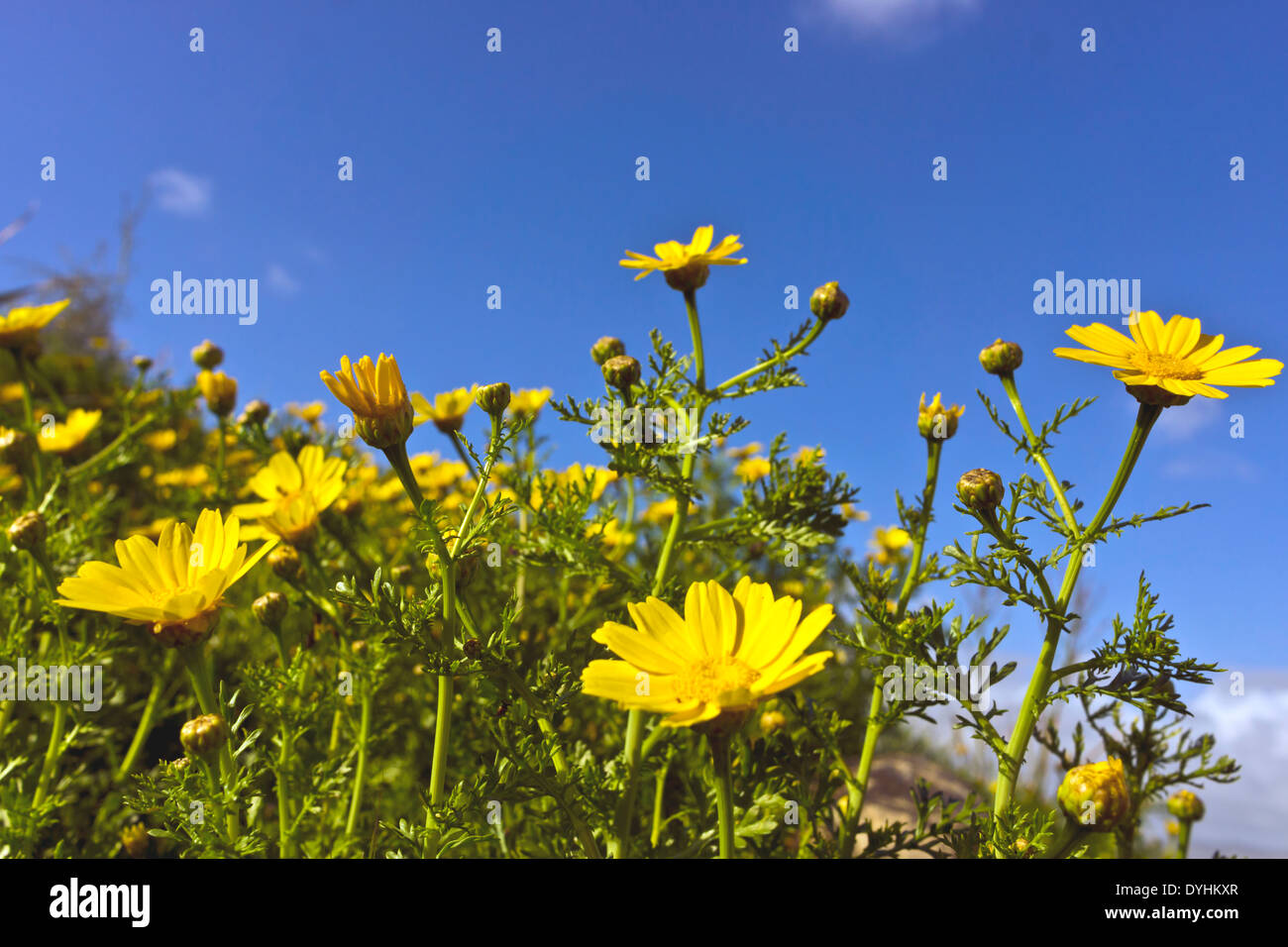 Anthemis tinctoria Dyers Chamomile small yellow wild flowers in a meadow. Stock Photo