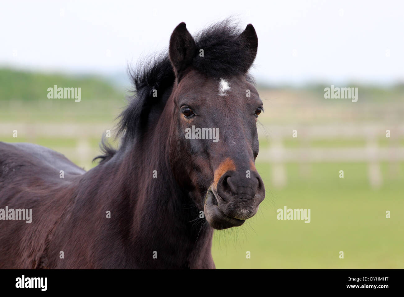 Horse S Head With White Patch Stock Photo 68616180 Alamy