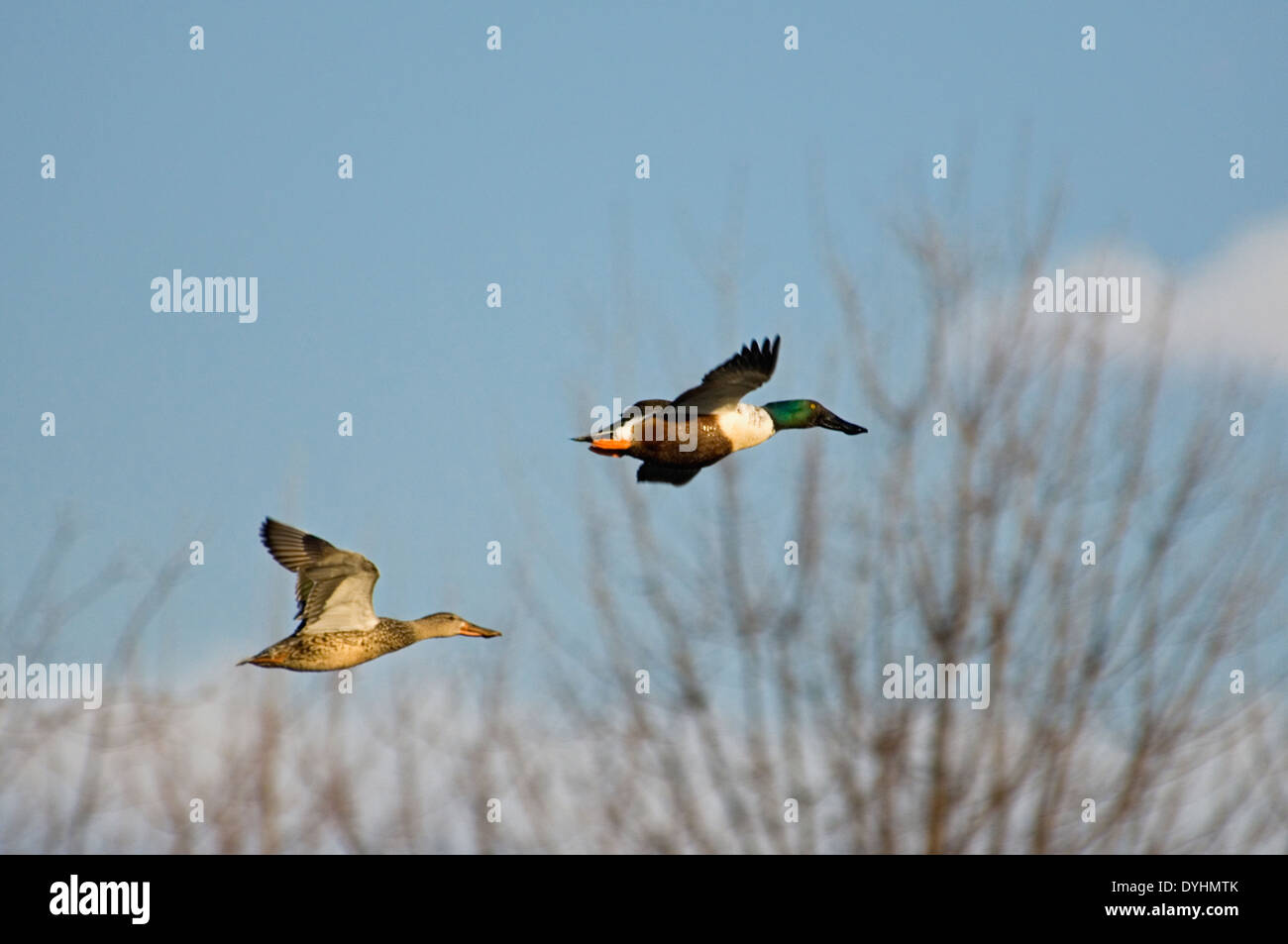 Nothern Shoveler Ducks Male and Female in Flight in Clark County, Indiana Stock Photo