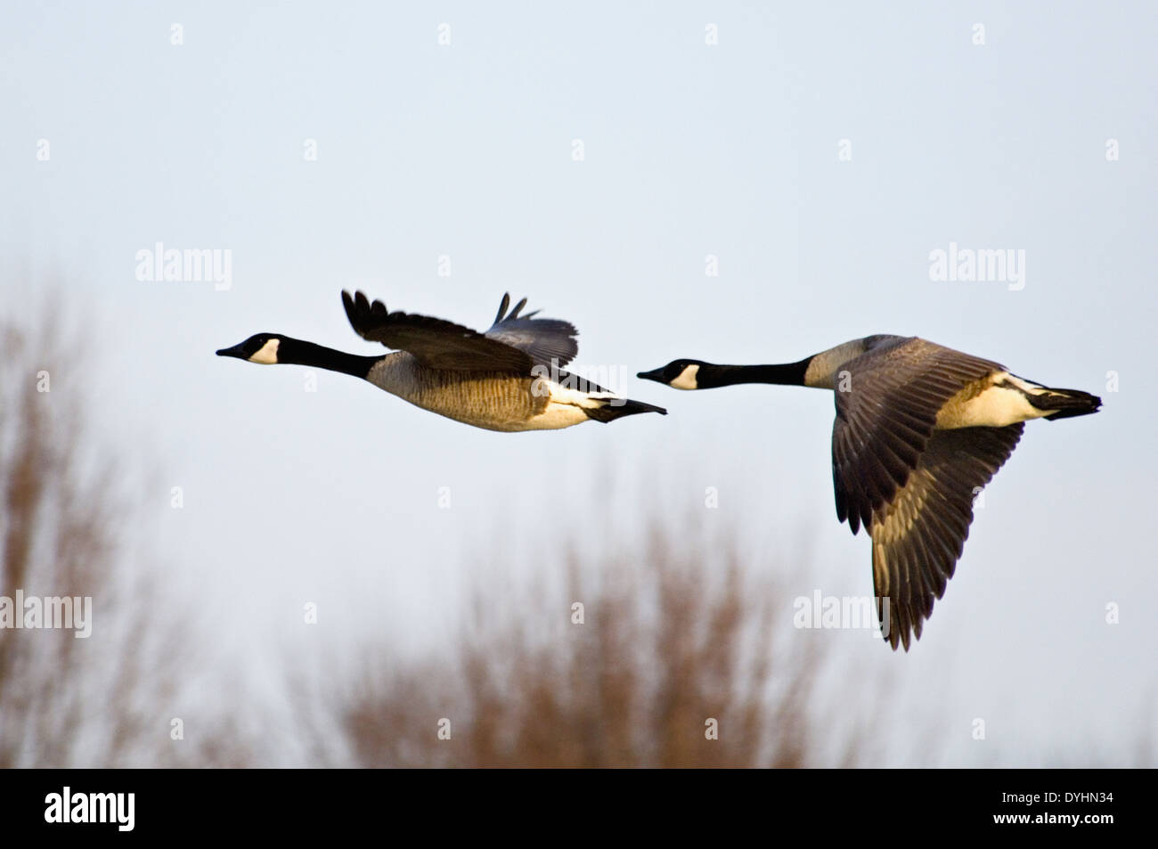 canada goose brandon mb canada goose brandon mb