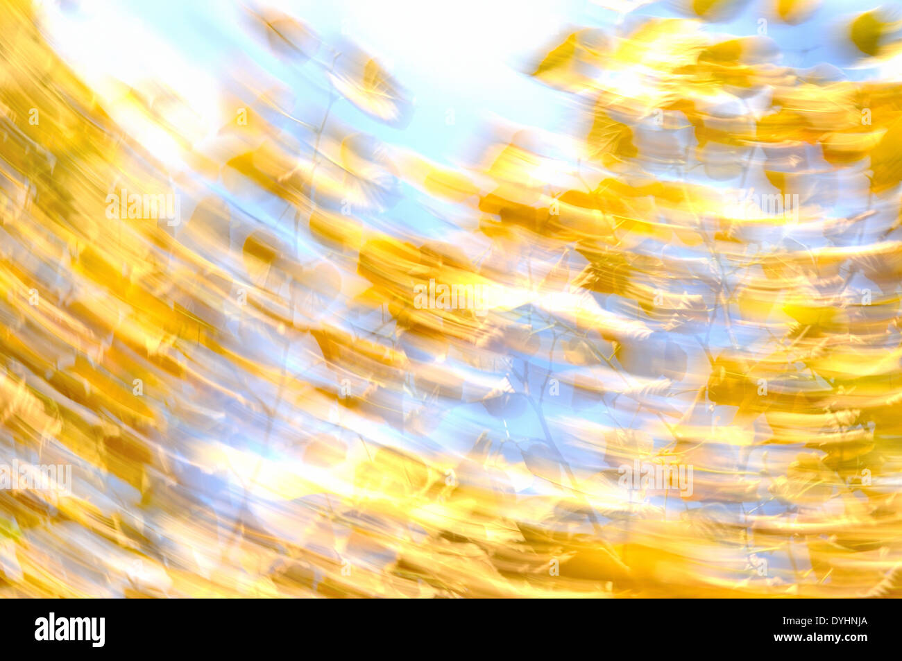 Blurred view of leaves on a blue sky. Stock Photo