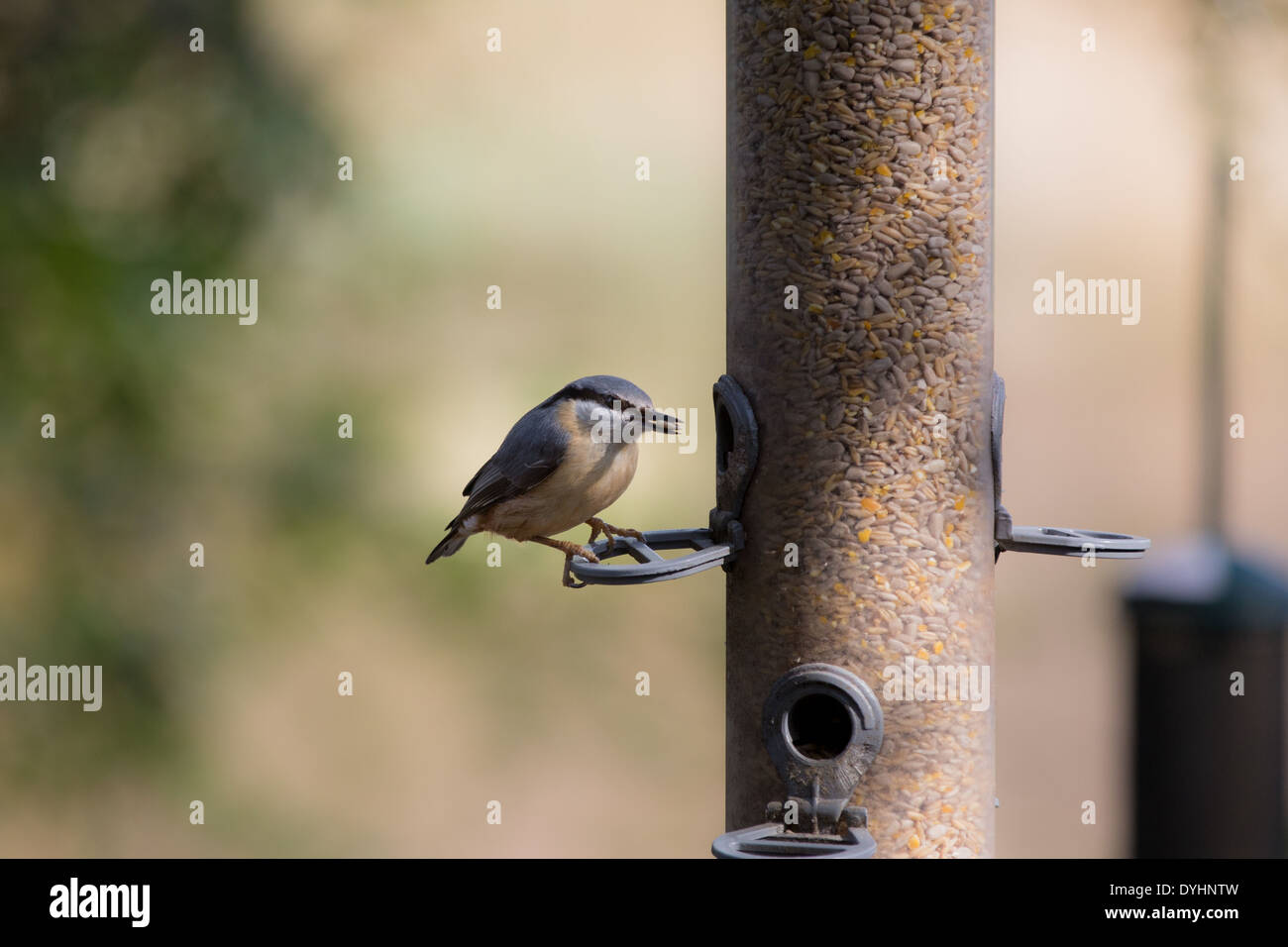 Nuthatch, Sittidae,  feeding at the Ynys-hir RSPB nature reserve in mid Wales Stock Photo