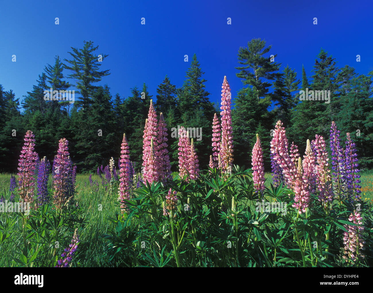 Lupine at Toft Point in Door County, Wisconsin Stock Photo