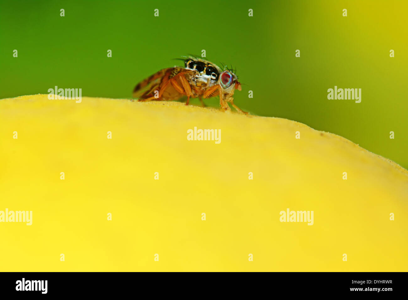 Fruit fly on a lemon Stock Photo