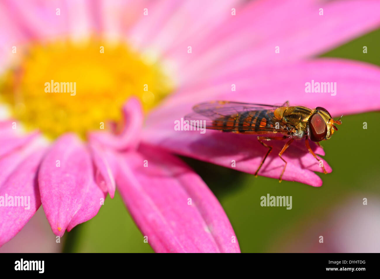 Hover fly resting on the edge  off a flower Stock Photo