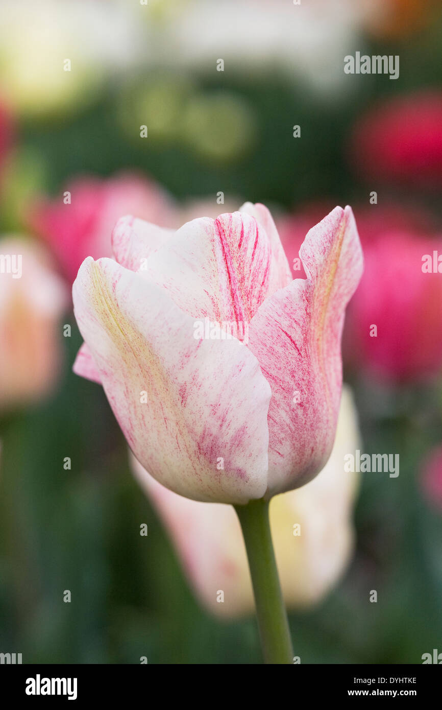 Tulipa 'Hemisphere' in the garden. Stock Photo