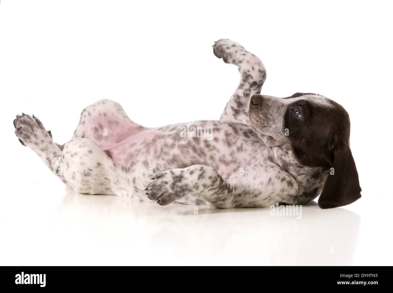 When A Dog Rolls On Its Back