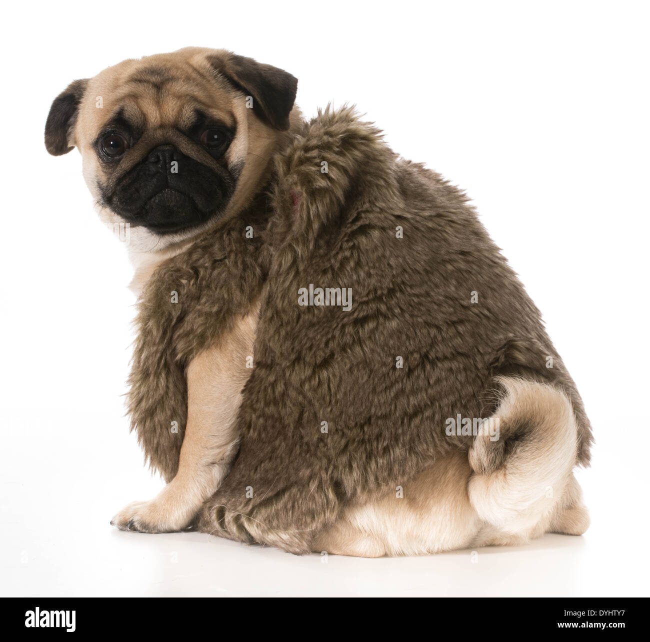 pug wearing fur coat looking over shoulder isolated on white background