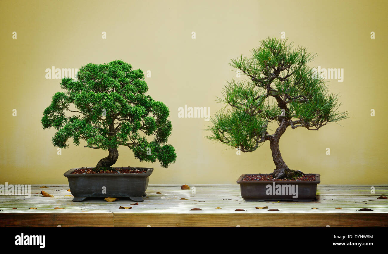 Two Bonsai plants on wooden table Stock Photo