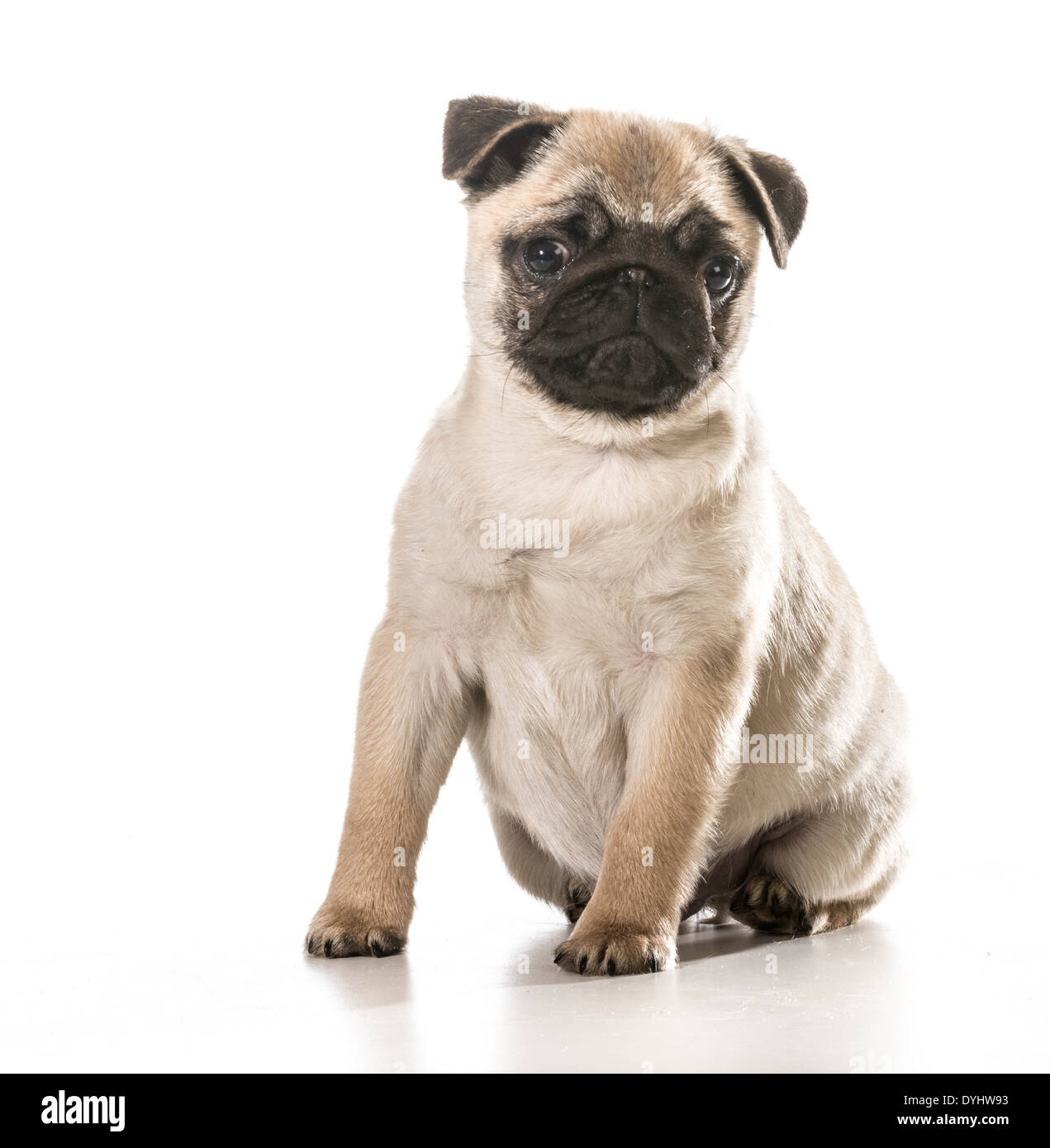 pug sitting looking at viewer isolated on white background Stock Photo ...