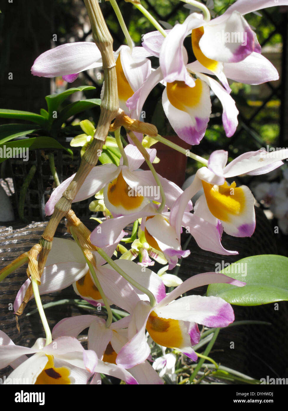 Dendrobium Orchid Flower, Valencia Stock Photo