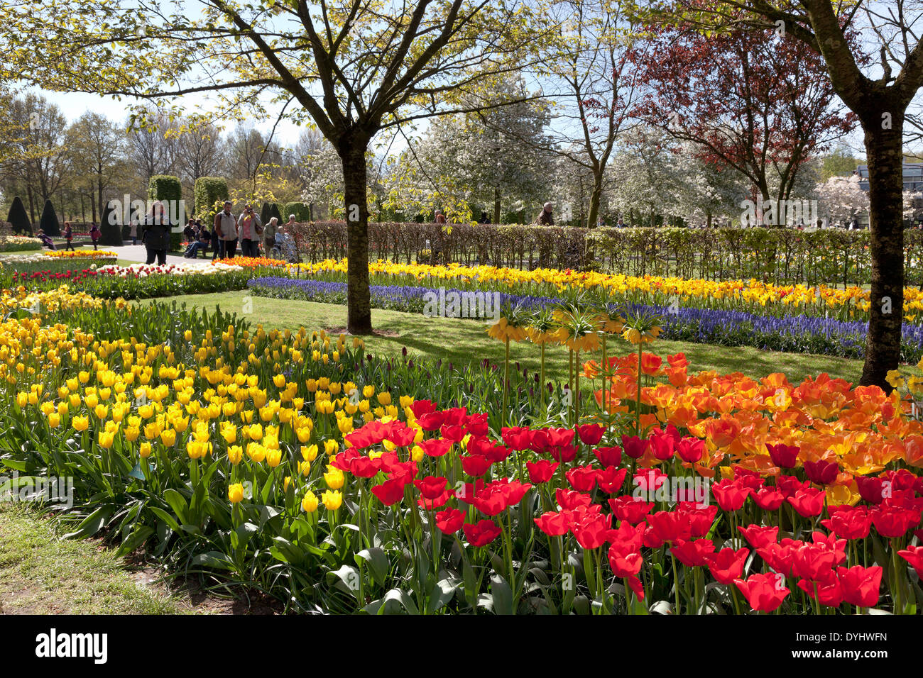 Tulips and tourists in the Keukenhof in Lisse, Holland Stock Photo