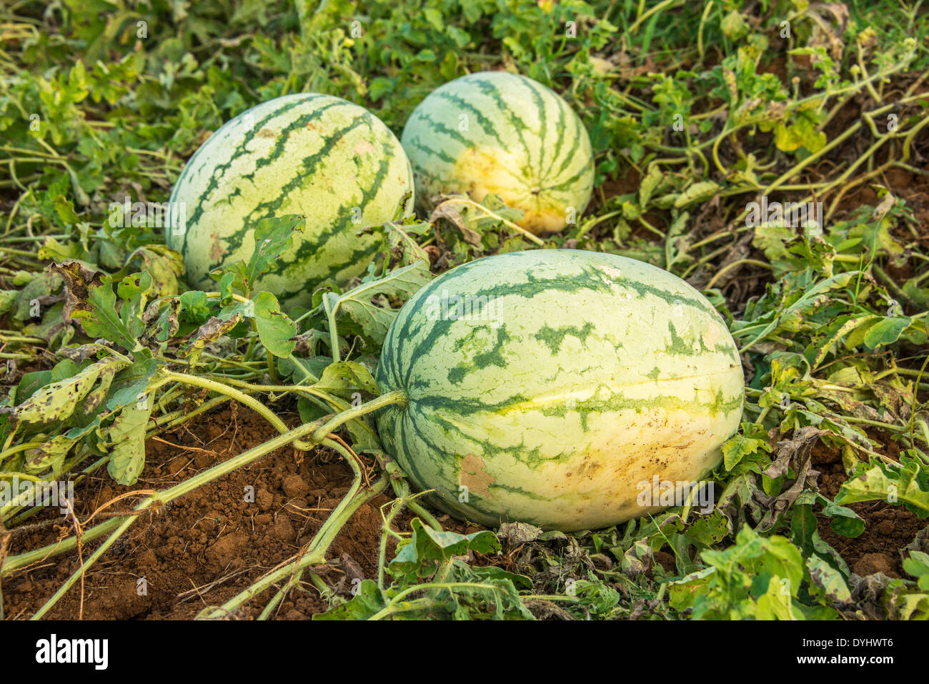 Water Melon on vine in a field in India Stock Photo Alamy