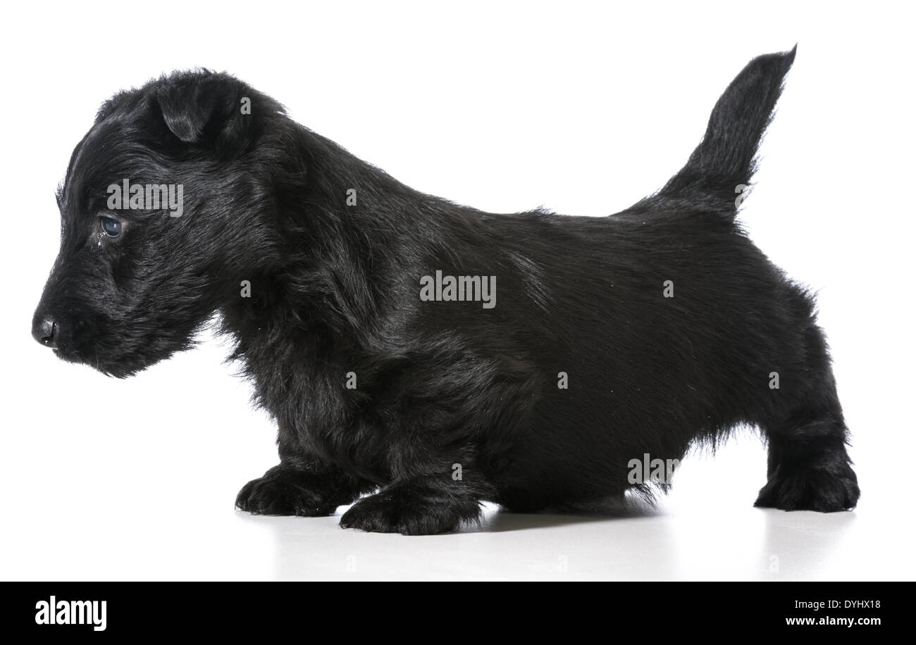 scottish terrier puppy standing isolated on white background Stock Photo