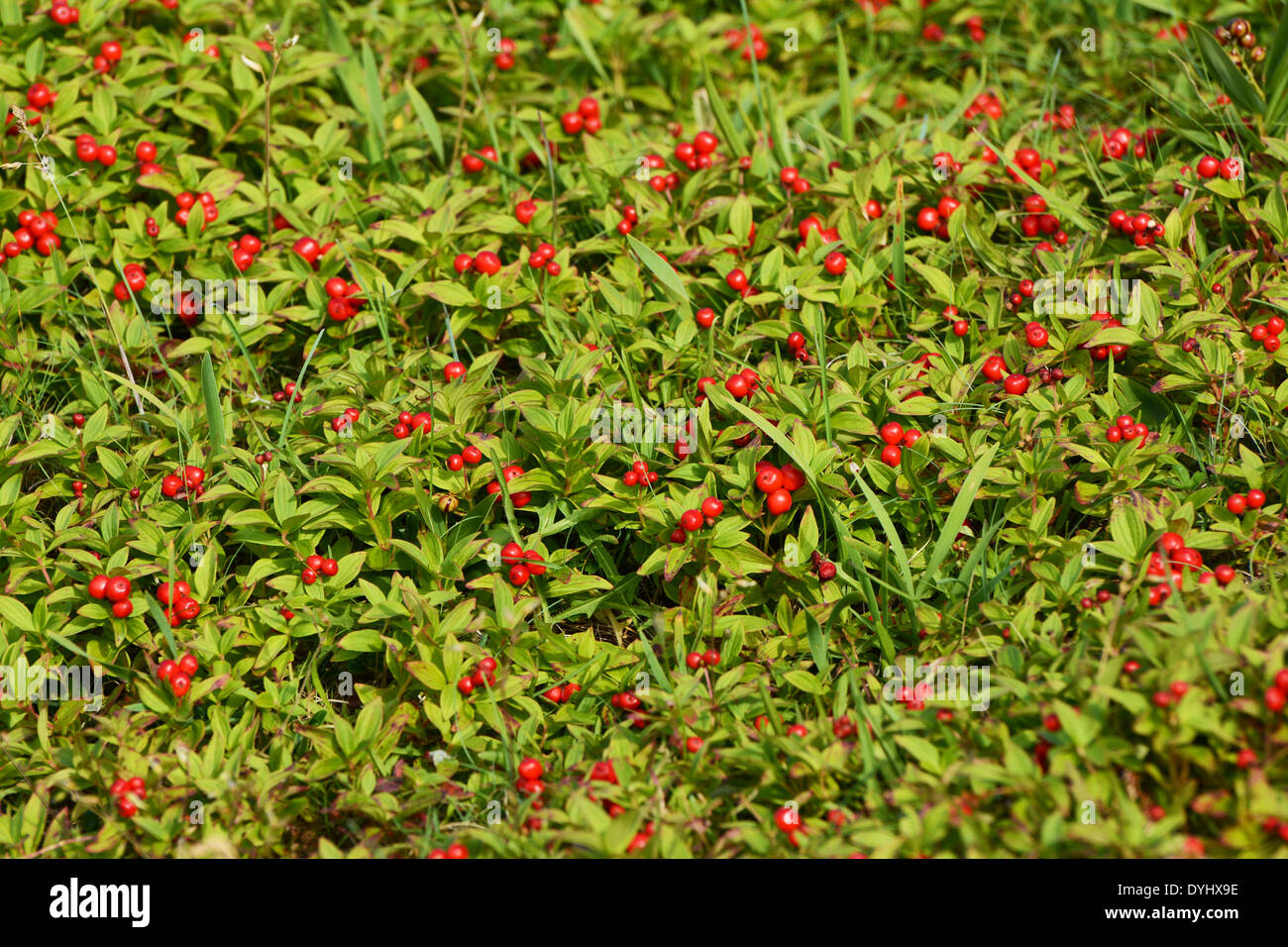 Wild berries in Canada Stock Photo 68620650 Alamy